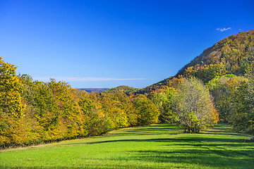 Image showing forest with autumnal painted leaves in warm, sunny color