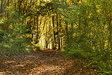 Image showing forest with autumnal painted leaves in warm, sunny color