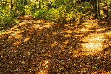 Image showing forest with autumnal painted leaves in warm, sunny color