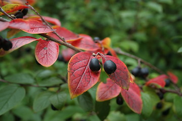 Image showing Fall berries