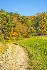 Image showing forest with autumnal painted leaves in warm, sunny color