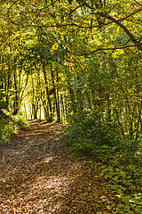 Image showing forest with autumnal painted leaves in warm, sunny color