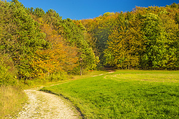 Image showing forest with autumnal painted leaves in warm, sunny color