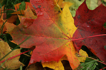 Image showing Maple tree leaves in autumn