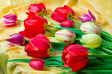 Image showing Bright red tulip against yellow silk