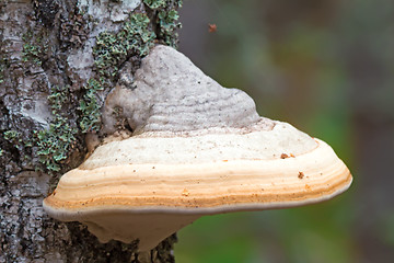 Image showing Tinder fungus grows on birch.