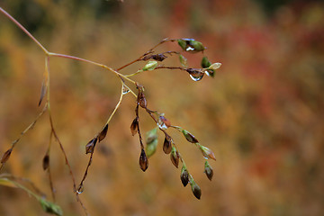 Image showing Bare tree after the rain in autumn