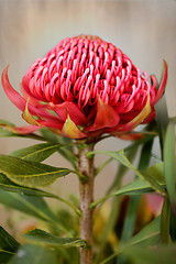 Image showing Waratah Flower