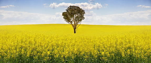 Image showing Australian gum tree in field of canola