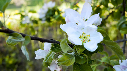 Image showing Apple blossoms