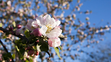 Image showing Apple blossoms