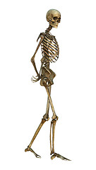 Image showing Human Skeleton