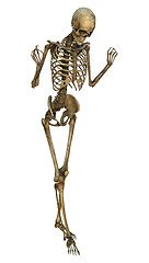 Image showing Human Skeleton