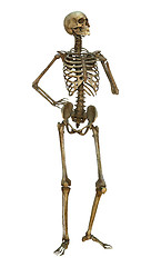 Image showing Human Skeleton