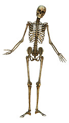 Image showing Human Skeleton