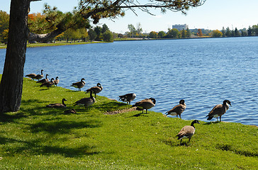 Image showing Canada geese on the lake.