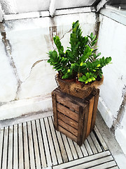 Image showing Green plant and old wooden crate 