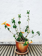 Image showing Orange mallow growing in clay pot