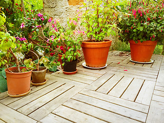 Image showing Variety of flowers and plants in summer garden