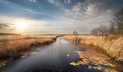 Image showing Dry reeds on the river