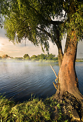 Image showing Willow on the river