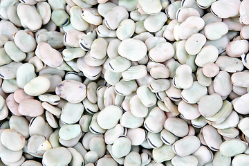 Image showing Broad or fava beans