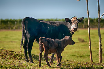 Image showing Cow on a summer pasture