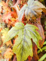 Image showing Autumn red oak leaves