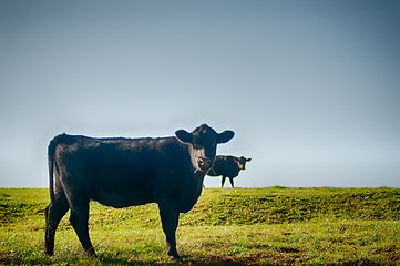 Image showing Cow on a summer pasture