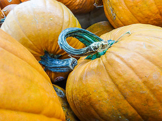 Image showing harvested pumpkins in store for sale
