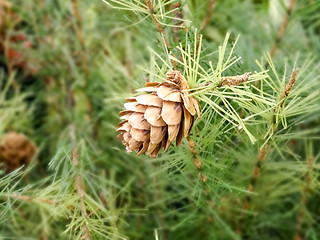 Image showing Pine Cone And Branches closeup