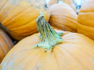 Image showing harvested pumpkins in store for sale