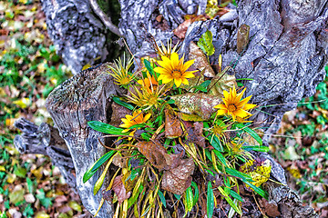 Image showing green grass, yellow flowers and brown leaves