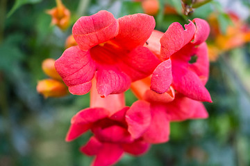 Image showing Bignonia campsis flower