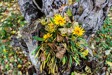 Image showing green grass, yellow flowers and brown leaves