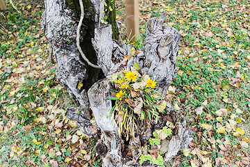 Image showing green grass, yellow flowers and brown leaves