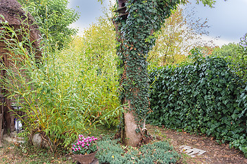 Image showing Marsh Plants Huts 