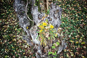 Image showing green grass, yellow flowers and brown leaves