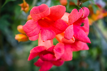 Image showing Bignonia campsis flower