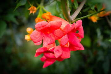 Image showing Bignonia campsis flower