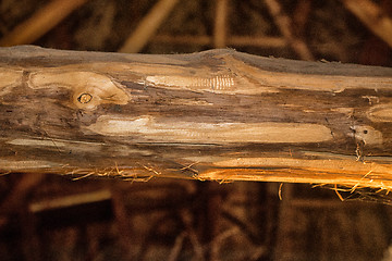 Image showing Marsh Plants Huts 