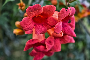 Image showing Bignonia campsis flower