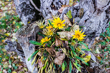 Image showing green grass, yellow flowers and brown leaves