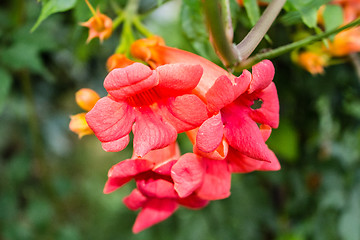 Image showing Bignonia campsis flower