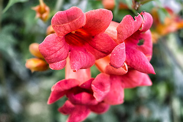 Image showing Bignonia campsis flower