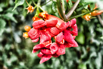 Image showing Bignonia campsis flower