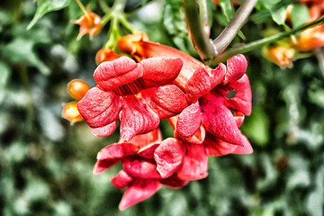 Image showing Bignonia campsis flower