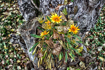 Image showing green grass, yellow flowers and brown leaves