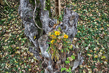 Image showing green grass, yellow flowers and brown leaves