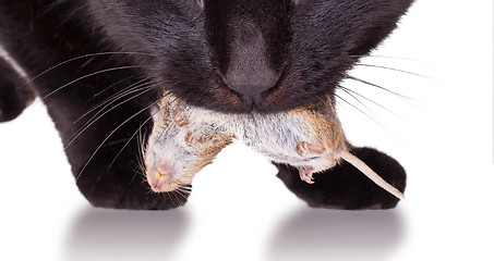 Image showing Black cat with his prey, a dead mouse